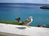 http://www.travelingshoe.com/photos/italy/aegadian_islands/Aegadi Islands - 25.jpg