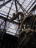 http://www.travelingshoe.com/photos/oxford/natural_history_museum/Natural History Museum - 22.jpg