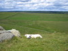 http://www.travelingshoe.com/photos/wilmers/housesteads/Hadrian's Wall-15.JPG