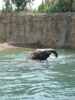 http://www.travelingshoe.com/photos/indiana/zoo/Indianpolis Zoo-10.JPG