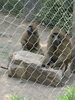 http://www.travelingshoe.com/photos/indiana/zoo/Indianpolis Zoo-8.JPG