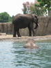 http://www.travelingshoe.com/photos/indiana/zoo/Indianpolis Zoo-9.JPG
