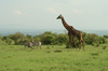 http://www.travelingshoe.com/photos/Maasai Village-2.jpg