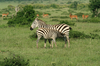 http://www.travelingshoe.com/photos/Maasai Village-7.jpg