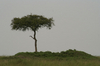 http://www.travelingshoe.com/photos/Masai Mara Day 1-12.jpg