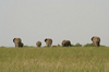 http://www.travelingshoe.com/photos/Masai Mara Day 1-14.jpg