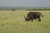 http://www.travelingshoe.com/photos/Masai Mara Day 1-15.jpg