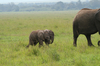 http://www.travelingshoe.com/photos/Masai Mara Day 1-17.jpg