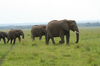 http://www.travelingshoe.com/photos/Masai Mara Day 1-18.jpg