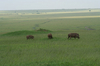 http://www.travelingshoe.com/photos/Masai Mara Day 1-20.jpg