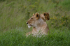 http://www.travelingshoe.com/photos/Masai Mara Day 1-22.jpg