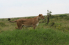 http://www.travelingshoe.com/photos/Masai Mara Day 1-23.jpg