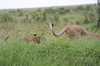 http://www.travelingshoe.com/photos/Masai Mara Day 1-24.jpg