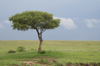http://www.travelingshoe.com/photos/Masai Mara Day 1-27.jpg