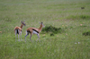 http://www.travelingshoe.com/photos/Masai Mara Day 1-29.jpg