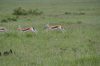 http://www.travelingshoe.com/photos/Masai Mara Day 1-30.jpg