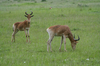 http://www.travelingshoe.com/photos/Masai Mara Day 1-31.jpg