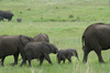 http://www.travelingshoe.com/photos/Masai Mara Day 2-18.jpg