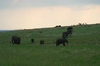 http://www.travelingshoe.com/photos/Masai Mara Day 2-22.jpg
