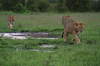 http://www.travelingshoe.com/photos/Masai Mara Day 2-26.jpg
