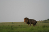 http://www.travelingshoe.com/photos/Masai Mara Day 2-38.jpg