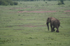 http://www.travelingshoe.com/photos/Masai Mara Day 2-7.jpg