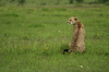 http://www.travelingshoe.com/photos/Masai Mara Day 3-12.jpg