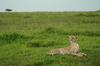 http://www.travelingshoe.com/photos/Masai Mara Day 3-13.jpg
