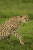 http://www.travelingshoe.com/photos/Masai Mara Day 3-14.jpg