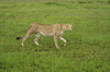 http://www.travelingshoe.com/photos/Masai Mara Day 3-15.jpg