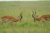 http://www.travelingshoe.com/photos/Masai Mara Day 3-18.jpg