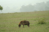 http://www.travelingshoe.com/photos/Masai Mara Day 3-19.jpg