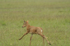 http://www.travelingshoe.com/photos/Masai Mara Day 3-21.jpg