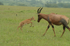 http://www.travelingshoe.com/photos/Masai Mara Day 3-22.jpg
