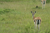 http://www.travelingshoe.com/photos/Masai Mara Day 3-24.jpg