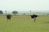 http://www.travelingshoe.com/photos/Masai Mara Day 3-27.jpg
