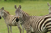 http://www.travelingshoe.com/photos/Masai Mara Day 3-29.jpg