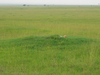 http://www.travelingshoe.com/photos/Masai Mara Day 3-3.jpg