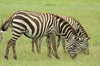 http://www.travelingshoe.com/photos/Masai Mara Day 3-30.jpg