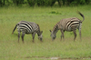 http://www.travelingshoe.com/photos/Masai Mara Day 3-31.jpg