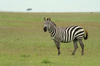 http://www.travelingshoe.com/photos/Masai Mara Day 3-32.jpg