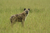 http://www.travelingshoe.com/photos/Masai Mara Day 3-33.jpg