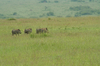 http://www.travelingshoe.com/photos/Masai Mara Day 3-35.jpg
