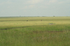 http://www.travelingshoe.com/photos/Masai Mara Day 3-37.jpg