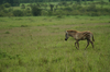 http://www.travelingshoe.com/photos/Masai Mara Day 3-9.jpg