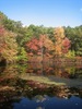 http://www.travelingshoe.com/photos/Walden Pond-12.jpg