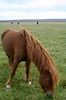 http://www.travelingshoe.com/photos/Icelandic Horses-10.jpg