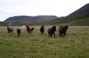 http://www.travelingshoe.com/photos/Icelandic Horses-11.jpg