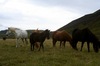 http://www.travelingshoe.com/photos/Icelandic Horses-12.jpg