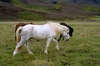 http://www.travelingshoe.com/photos/Icelandic Horses-13.jpg